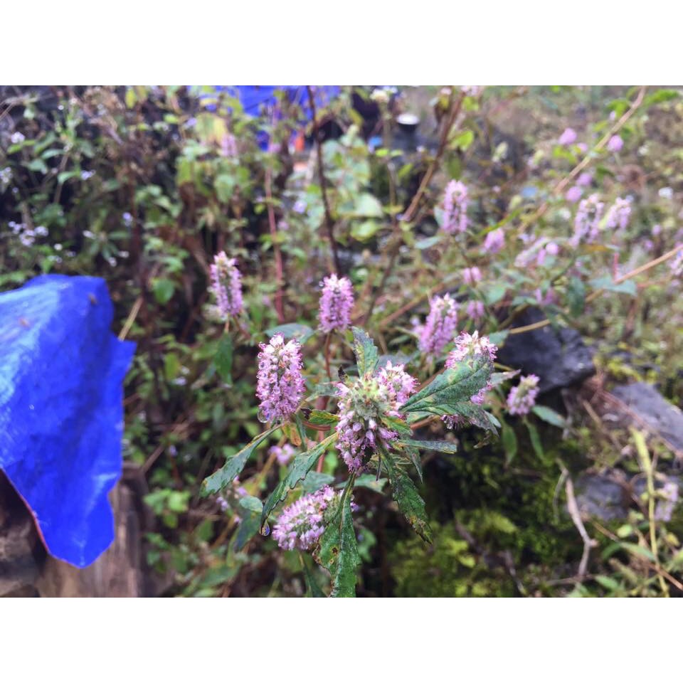 MẬT ONG HOA BẠC HÀ GIÀ GIANG NGUYÊN CHẤT HŨ DÙNG THỬ 200ML | BigBuy360 - bigbuy360.vn