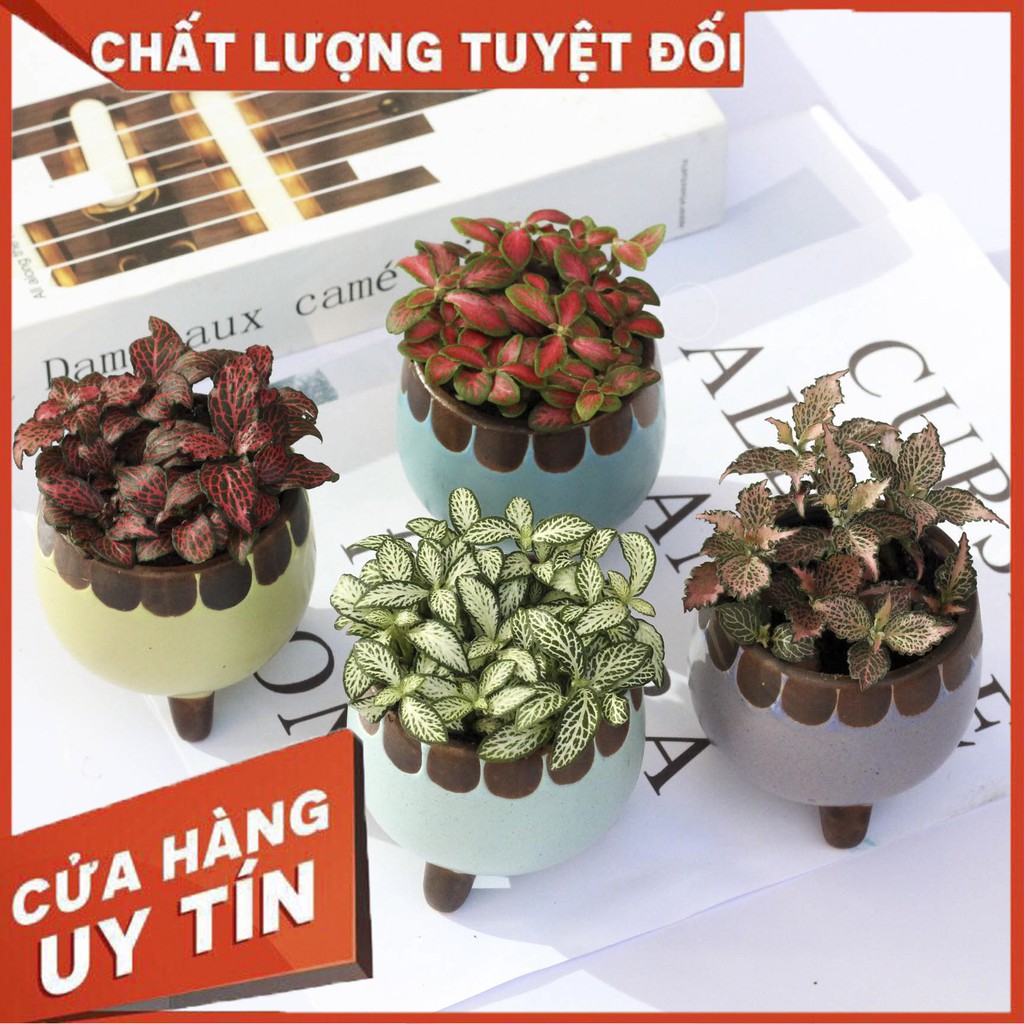 Cây cẩm nhung Fittonia, lá may mắn nhiều màu đẹp - Sẵn chậu nhựa 7x6 cm (Nhập  SOENLIFE5 để được giảm 10k hóa đơn 60k)