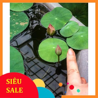 5 Hạt giống hoa Sen nhật mini (kèm hướng dẫn ươm) VIETPHAT