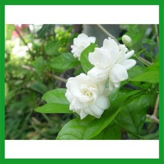 Hạt giống hoa Lài Ta