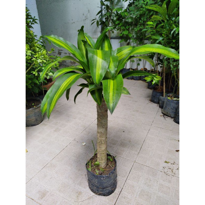 Cây phát tài- thiết mộc lan lá sọc (freeship)
