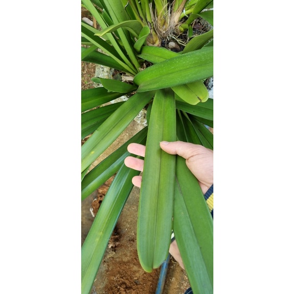 Tép kiếm rừng tiên vũ bản lá to 6 cm rất đẹp rẻ