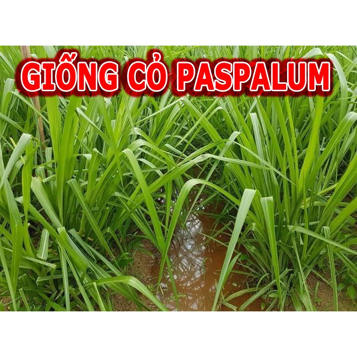 Hạt Giống Cỏ Chịu Ngập Úng Paspalum - cỏ vừa trồng cạn vừa trồng dưới nước  ( 200gram )