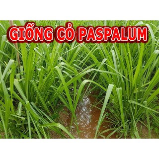 Hạt Giống Cỏ Chịu Ngập Úng Paspalum - cỏ tái sinh lâu năm  ( 50gram )