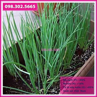 Hạt giống hành hương cao sản gói 5gr