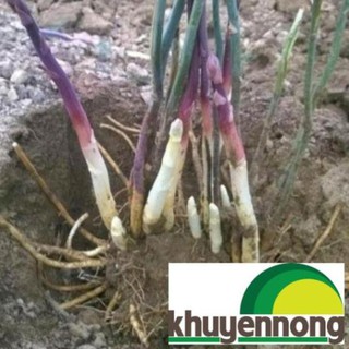 30 Hạt giống măng tây tím