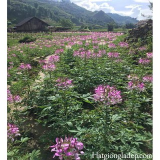 Hạt Giống Hoa Hồng Ri ( Túy Điệp )