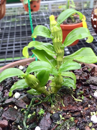 Phi điệp 5CT ĐẠI-TƯỚNG, ki to khỏe, hàng gieo hạt dài 15 - 20cm