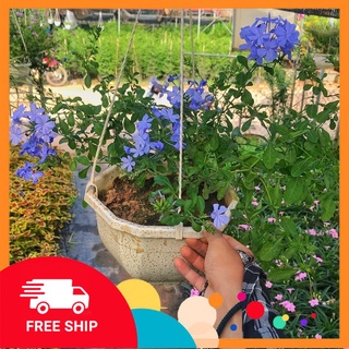 Cây hoa Thanh Xà ⚡️ FREE SHIP ⚡️ trồng chậu treo, cây nở quanh năm, cực đẹp mắt, trồng treo tường, ban công