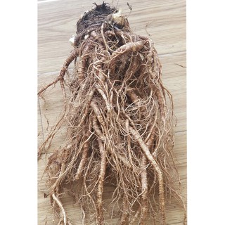 Sâm Đương Quy tươi Đà Lạt loại 600g-800g/củ, dùng để ngâm rượu thuốc