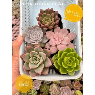 combo 5 sen đá size bầu 4-4,5cm lựa chọn ngẫu nhiên 5 loại khác nhau, siêu xinh siêu khoẻ, lỗi 1 đổi 1
