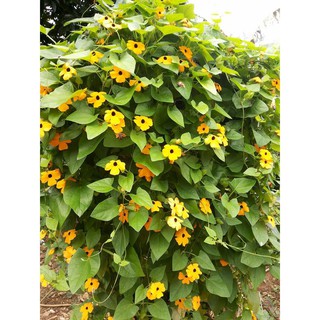 HẠT GIỐNG HOA MẮT HUYỀN