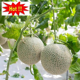 Hạt giống Dưa lưới F1 (Ruột cam, Siêu ngọt)