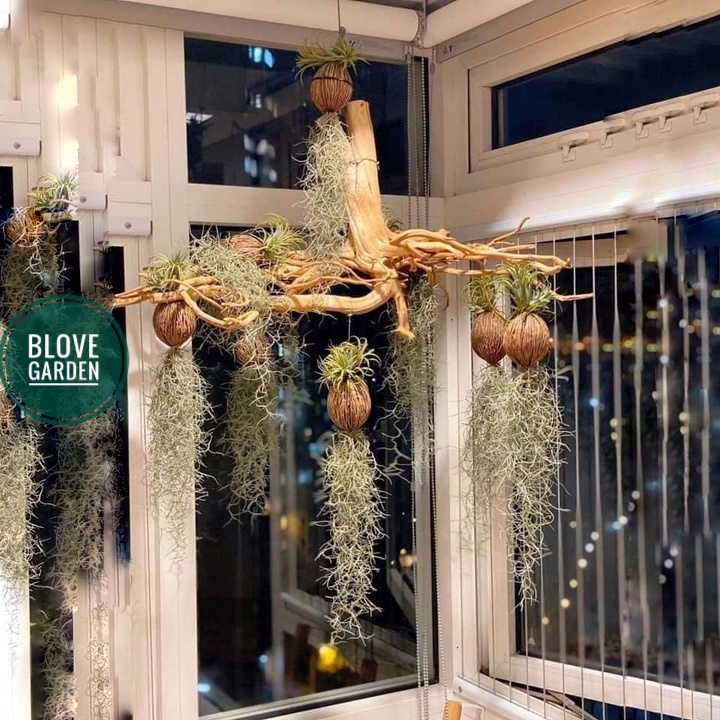 Cây Không Khí Tóc Tiên, trang trí nhà của, hấp thụ khí độc mang lại không khí trong lành cho gia chủ