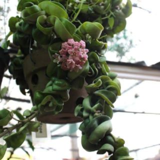 Cẩm cù lá xoắn
