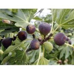 Cây sung Mỹ Camy - Cây ăn quả độc đáo có nhiều giá trị dinh dưỡng