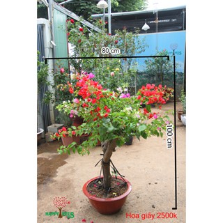 Gốc cây hoa giấy ngũ sắc