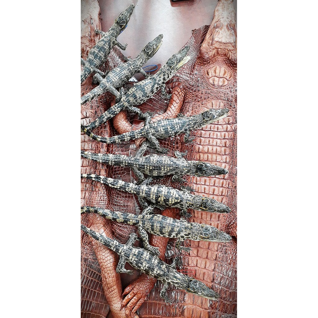 Cá sấu trưng bày nguyên con