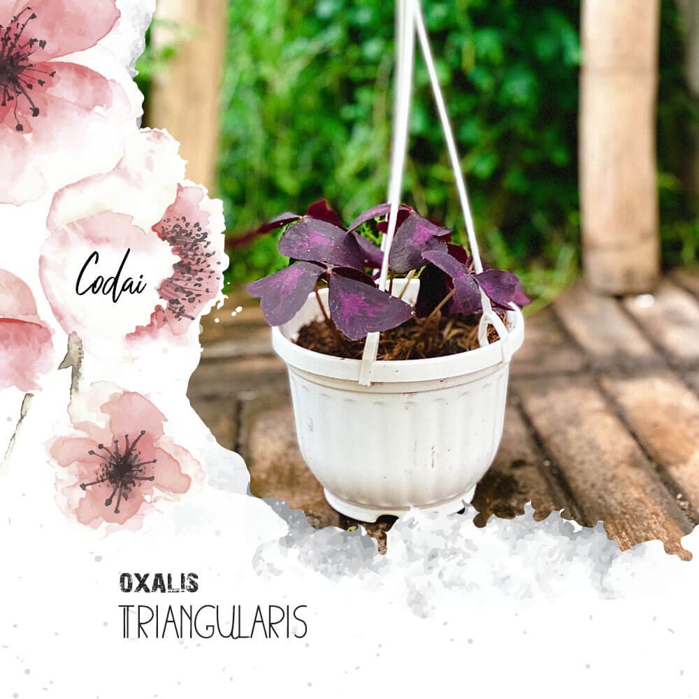 Cây Oxalis Triangularis (Bướm Đêm) chậu treo bí ngô