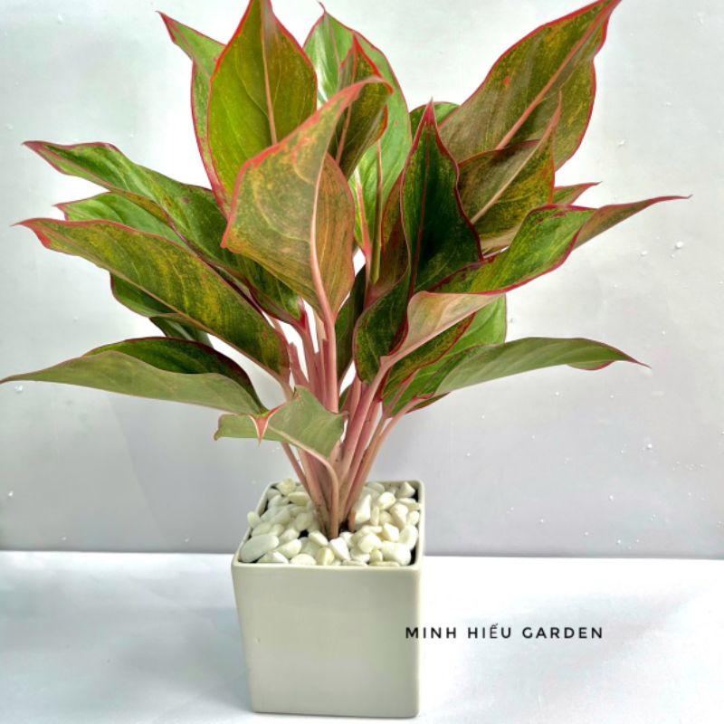 Cây phú quý, cây phong thủy để bàn dễ chăm sóc