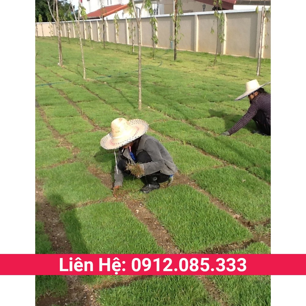 Hạt giống cỏ Bermuda trồng làm cỏ sân vườn, sân bóng, sân goft - cỏ thảm cảnh gói 100g