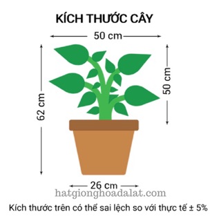 Combo 3 cây hoa hồng juliet-siêu đẹp