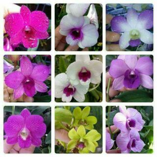 Hoa phong lan denro giống