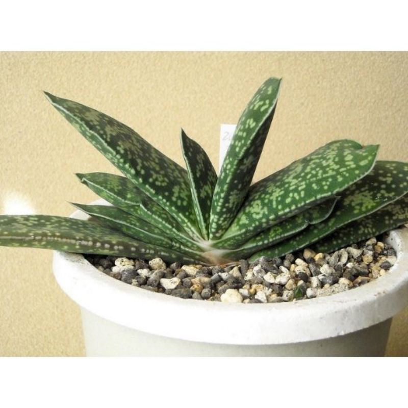 Sale 50%- Sen đá Gasteria var