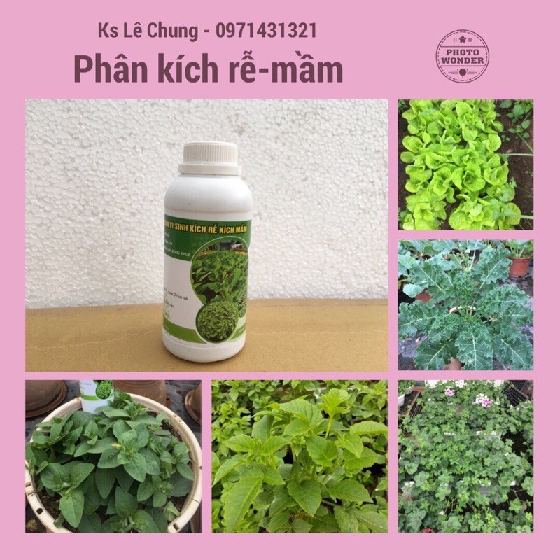 Phân bón vi sinh kích rễ, kích mầm