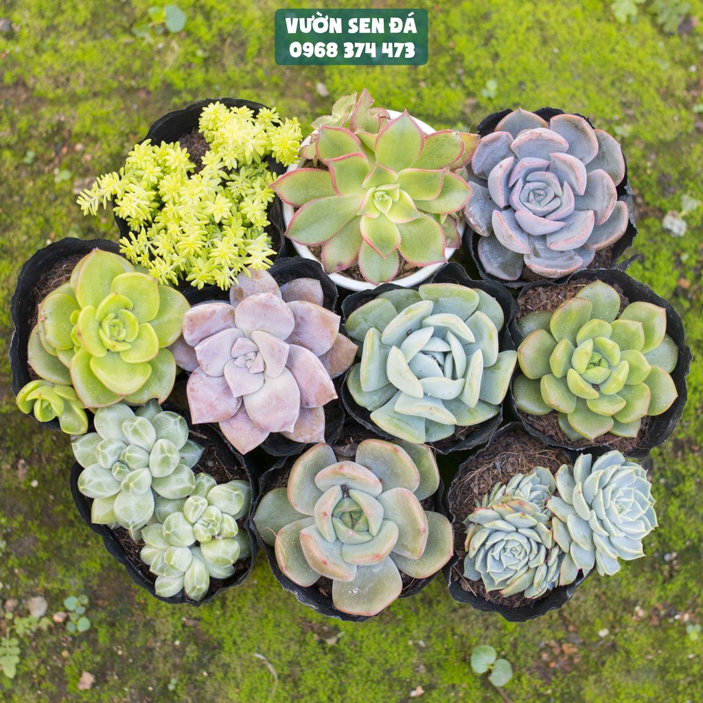 Combo 10 loại sen đá cỡ nhỏ ngẫu nhiên 5-7cm