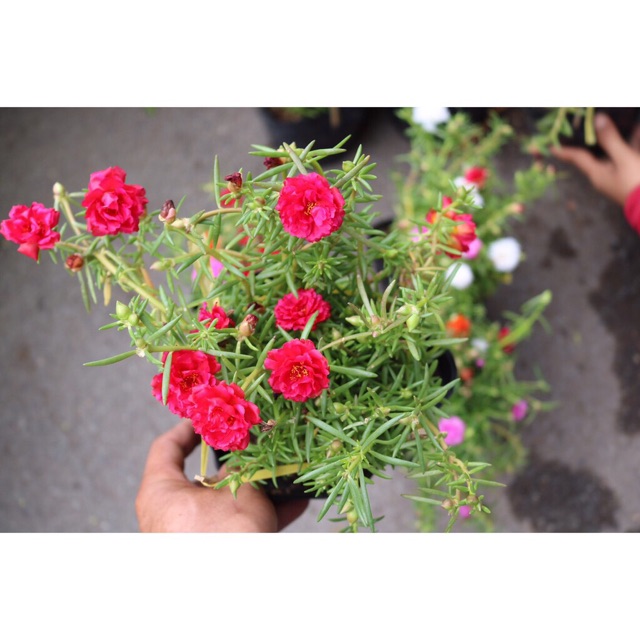 10 giờ Mỹ chậu 3 màu