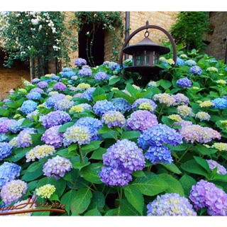 Hạt giống Hoa Cẩm tú cầu