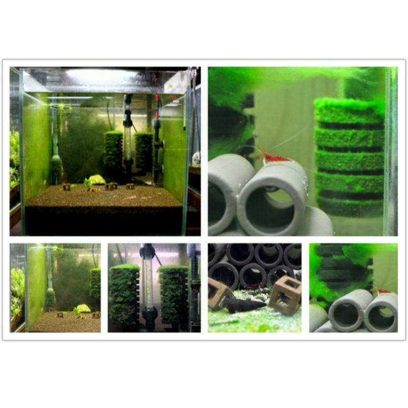 Mầm tảo đài loan, kích rêu tảo cho hồ sula, hồ cá tép cảnh, nguyên liệu tự nhiên không hóa chất, mầm tảo và men vi sinh