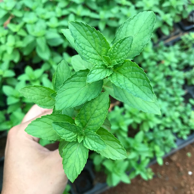 Bầu cây Bạc Hà Nhật - Japanese Mint