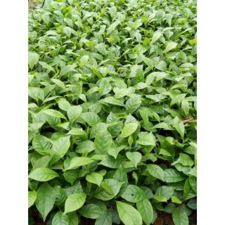 CÂY DỔI GIỐNG