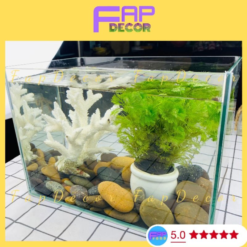 Bông San Hô Biển Thiên Nhiên, Bông Rạn Dạng Nhánh To Trang Trí Hồ Cá Decor Phòng - FapFood