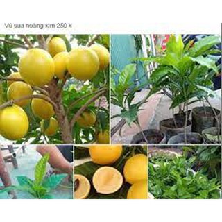 Cây vũ sữa hoàng kim 60-80cm.