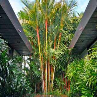 Cây 🌲 Cau đỏ...sang ... đẹp..☆☆☆☆☆