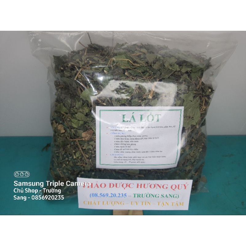 1Kg Cây Lá Lốt Khô, Sạch, Loại 1