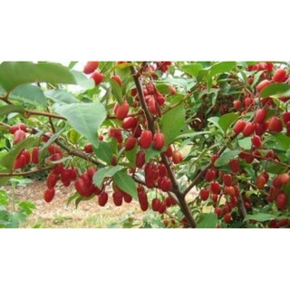 Cây nhót ngọt siêu trái