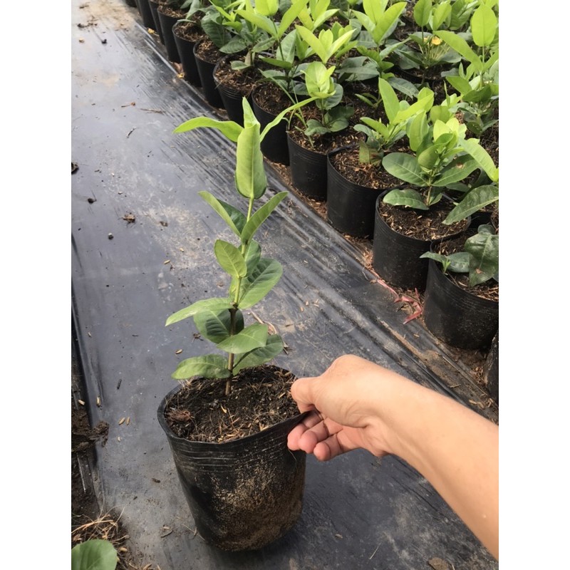 Bông trang  vàng pháp giống