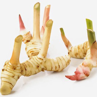 Bột Củ Riềng 100g