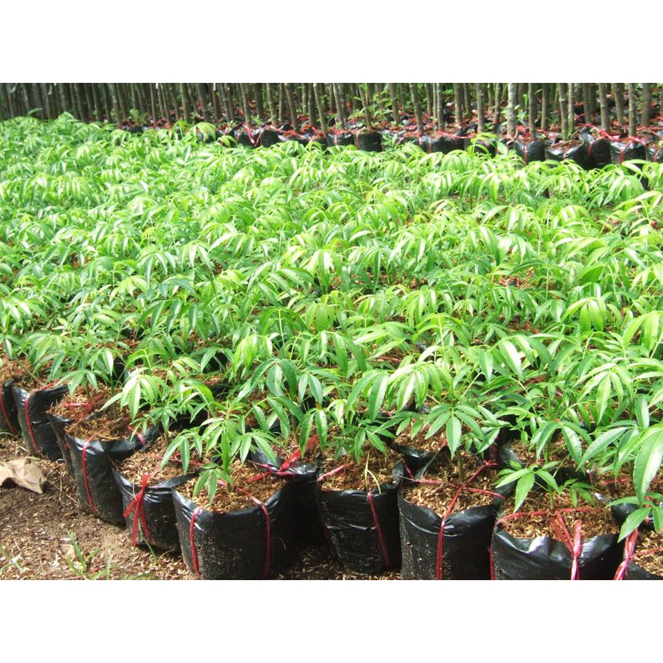 TẶNG 1 GÓI P.BÓN_COMBO 5 CÂY GIỐNG CÓC THÁI 145K