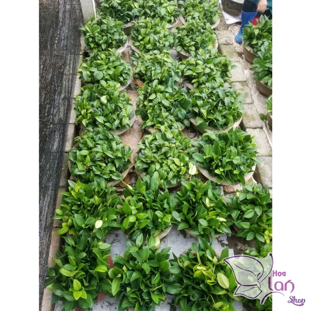 Trà My Cổ 🌸FREESHIP🌸 BẠCH TRÀ - CUNG ĐÌNH HỒNG - THÂM BÁT DIỆN