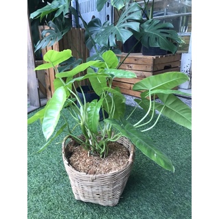 Cây trầu bà tỉ phú chiều cao tổng thể 45cm