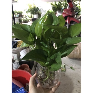 Trầu bà xanh thủy sinh