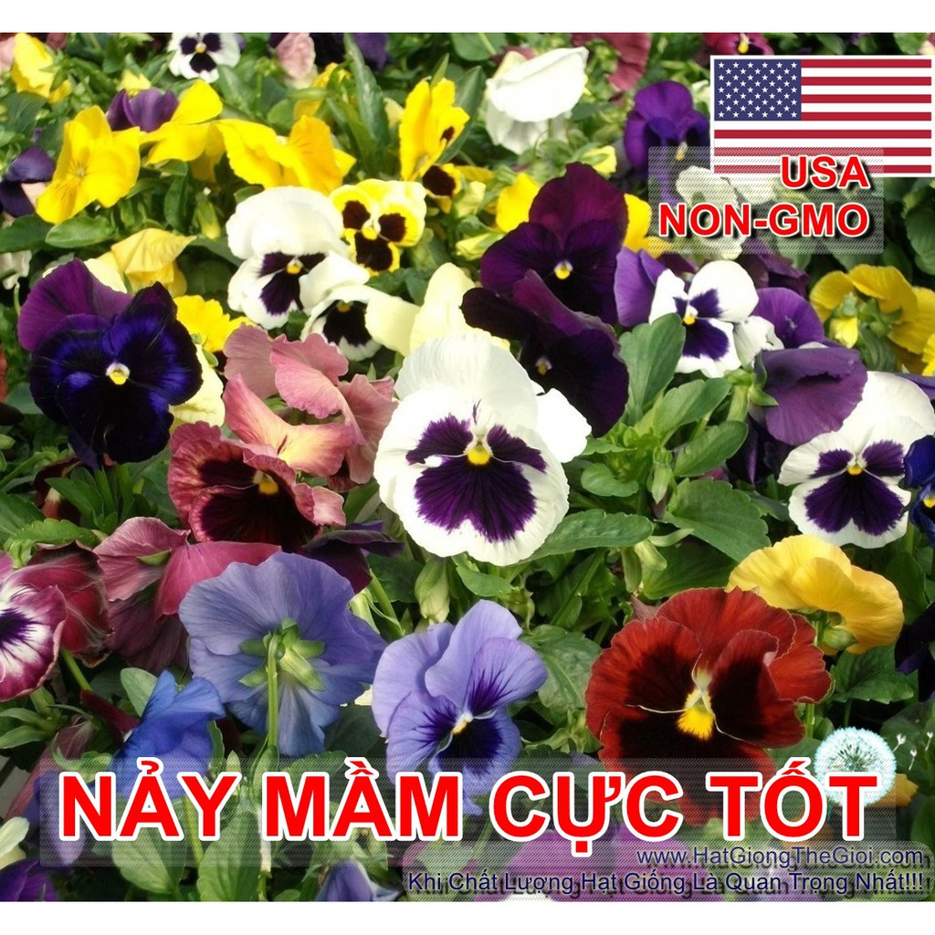 20h Hạt Giống Hoa Păng Xê Pansy Mix Màu (C5.304| B21*V74)