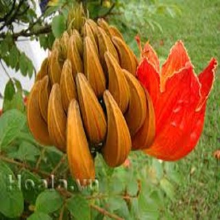 CÂY GIỐNG HOA PHƯỢNG LỬA( PHƯỢNG HOÀNG ĐỎ)