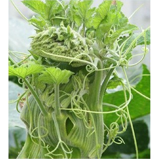 Hạt Giống Bí Siêu Ngọn Cao Sản (10gr)