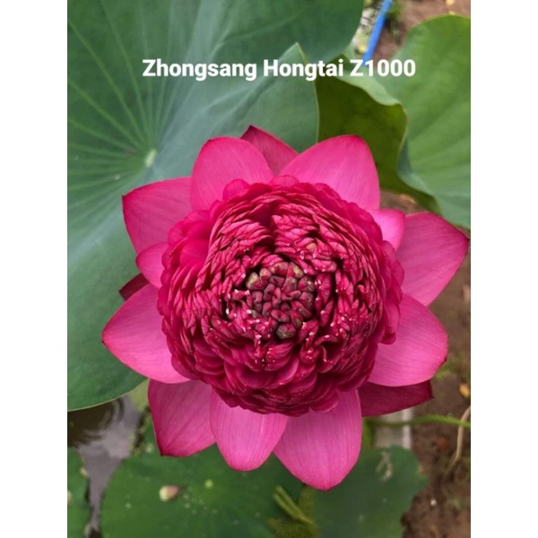 SEN THÁI : 15 màu. ngó giống